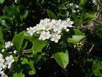 Pyracantha coccinea 4, Vuurdoorn, Saxifraga-Rutger Barendse