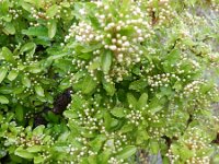 Pyracantha coccinea, Saxifraga-Rutger Barendse Ychoux 0