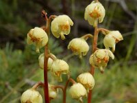 Pyrola chlorantha 12, Groenbloemig wintergroen, Saxifraga-Ed Stikvoort