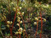 Pyrola chlorantha 15, Groenbloemig wintergroen, Saxifraga-Ed Stikvoort