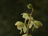 Pyrola chlorantha 4, Groenbloemig wintergroen, Saxifraga-Marijke Verhagen