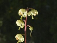 Pyrola chlorantha 8, Groenbloemig wintergroen, Saxifraga-Jan van der Straaten