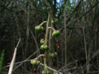 Pyrola media 3, Saxifraga-Rutger Barendse