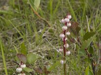 Pyrola minor 35, Klein wintergroen, Saxifraga-Willem van Kruijsbergen