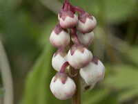 Pyrola minor 36, Klein wintergroen, Saxifraga-Willem van Kruijsbergen