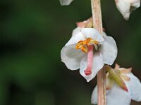 Pyrola rotundifolia 51, Rond wintergroen, Saxifraga-Hans Dekker