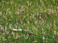 Pyrola rotundifolia 55, Rond wintergroen, Saxifraga-Hans Dekker
