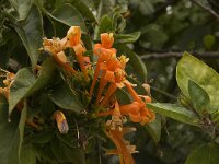 Pyrostegia venusta 2, Saxifraga-Willem van Kruijsbergen