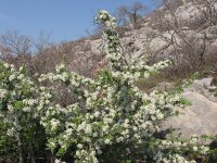 Pyrus amygdaliformis 4, Saxifraga-Jasenka Topic