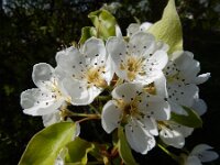 Pyrus communis 3, Peer, Saxifraga-Ed Stikvoort : duindoorn Kop van Schouwen s9900