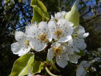 Pyrus communis 4, Peer, Saxifraga-Ed Stikvoort : duindoorn Kop van Schouwen s9900