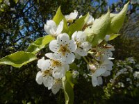 Pyrus communis 5, Peer, Saxifraga-Ed Stikvoort : duindoorn Kop van Schouwen s9900