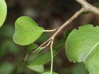Pyrus pyraster 2, Saxifraga-Rutger Barendse