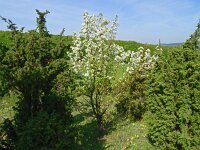 Pyrus pyraster 4, Saxifraga-Hans Grotenhuis