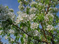 Pyrus pyraster 5, Saxifraga-Hans Grotenhuis