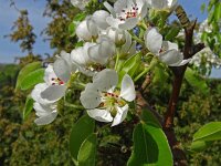 Pyrus pyraster 6, Saxifraga-Hans Grotenhuis