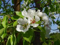 Pyrus pyraster 8, Saxifraga-Hans Grotenhuis