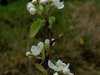 Pyrus spinosa 3, Saxifraga-Marijke Verhagen