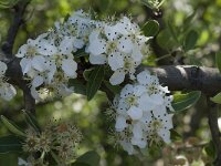Pyrus spinosa 5, Saxifraga-Willem van Kruijsbergen