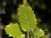 Quercus ilex 10, Saxifraga-Jan van der Straaten