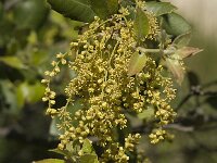 Quercus ilex 11, Saxifraga-Jan van der Straaten