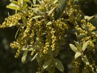 Quercus ilex 14, Saxifraga-Jan van der Straaten