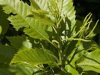 Quercus ilex 15, Saxifraga-Jan van der Straaten