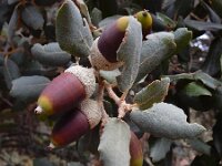 Quercus ilex 18, Saxifraga-Ed Stikvoort