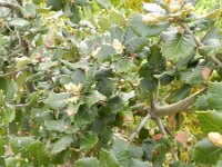 Quercus ilex 19, Saxifraga-Rutger Barendse