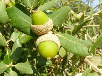 Quercus ilex 20, Saxifraga-Hans Grotenhuis