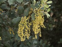 Quercus ilex 23, Saxifraga-Willem van Kruijsbergen