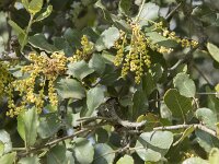 Quercus ilex 24, Saxifraga-Willem van Kruijsbergen