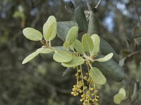 Quercus ilex 25, Saxifraga-Willem van Kruijsbergen