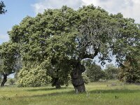 Quercus ilex 26, Saxifraga-Willem van Kruijsbergen