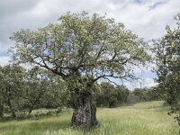 Quercus ilex 27, Saxifraga-Willem van Kruijsbergen