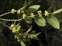 Quercus ilex 5, Saxifraga-Jan van der Straaten