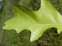 Quercus palustris 5, Moeraseik, Saxifraga-Rutger Barendse