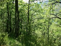 Quercus pubescens 20, Saxifraga-Dirk Hilbers