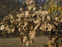Quercus pubescens 8, Saxifraga-Jan van der Straaten