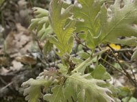 Quercus pyrenaica