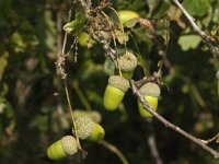Quercus robur 72, Zomereik, Saxifraga-Jan van der Straaten