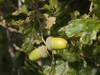 Quercus robur 73, Zomereik, Saxifraga-Jan van der Straaten