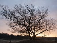 Quercus robur 75, Zomereik, Saxifraga-Jan Nijendijk