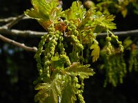 Quercus robur 76, Zomereik, Saxifraga-Ed Stikvoort