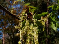 Quercus robur 77, Zomereik, Saxifraga-Ed Stikvoort