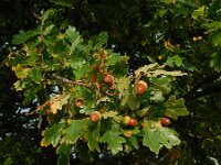 Quercus robur 78, Zomereik, Saxifraga-Ed Stikvoort