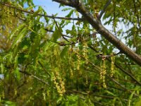 Quercus robur 79, Zomereik, Saxifraga-Ed Stikvoort