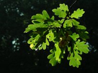 Quercus robur 80, Zomereik, Saxifraga-Ed Stikvoort