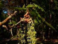 Quercus robur 81, Zomereik, Saxifraga-Ed Stikvoort