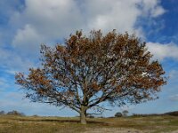 Quercus robur 82, Zomereik, Saxifraga-Ed Stikvoort